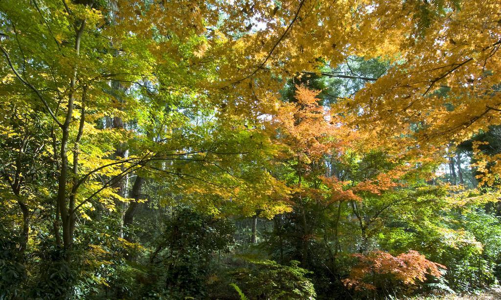 Cottages Monreale Sassafras エクステリア 写真